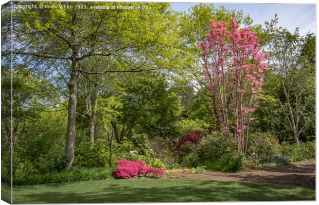 Azaleas and Rhodedendrums walk at Wisley gardens Canvas Print by Kevin White