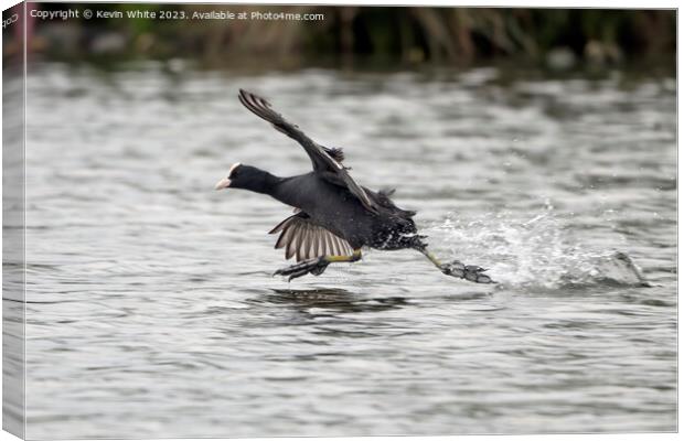 Coot thinks he can walk on water Canvas Print by Kevin White