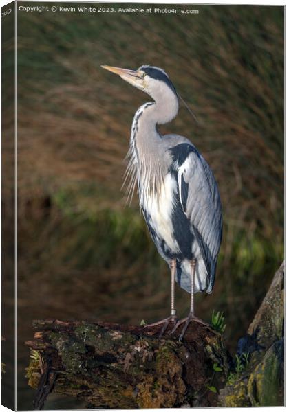 Grey heron has spotted something in the sky Canvas Print by Kevin White
