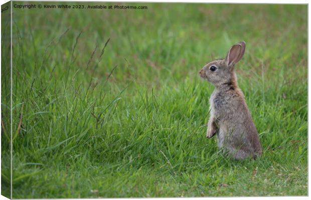 Wild rabbit has seen something Canvas Print by Kevin White
