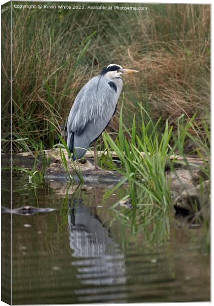 Grey Heron standing on one leg Canvas Print by Kevin White
