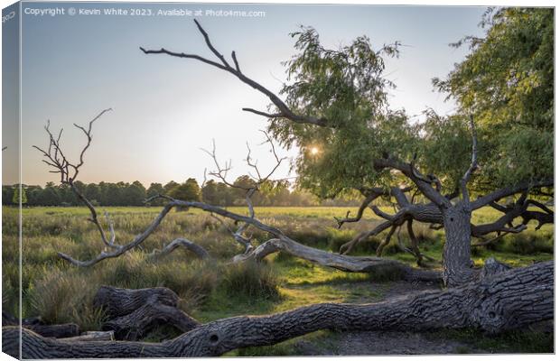 Sun going down behind old fallen Willow tree Canvas Print by Kevin White