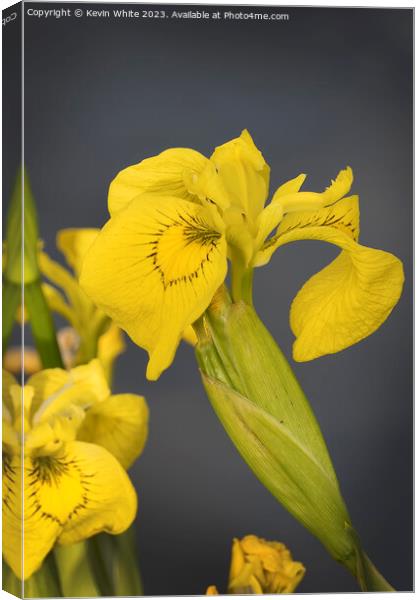 Yellow Iris or Yellow flag wild flower Canvas Print by Kevin White