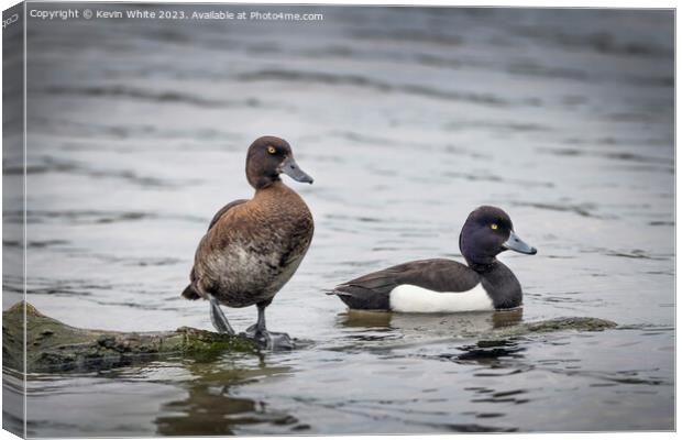 Tufted Ducks male and female Canvas Print by Kevin White