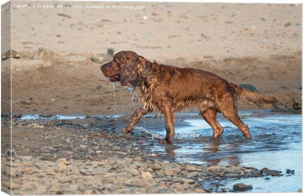 Cocker Spaniel having  fun after soaking in the sea Canvas Print by Kevin White