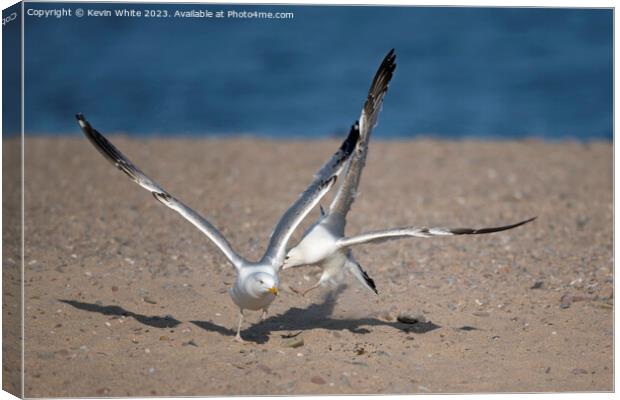 Get off my patch Canvas Print by Kevin White