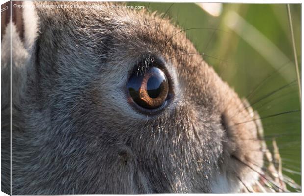Wild rabbit bright eyes close-up Canvas Print by Kevin White