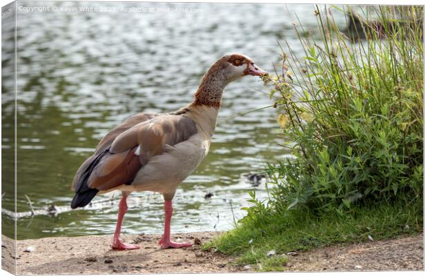 Adult Egyptian goose has found some interesting vegetation Canvas Print by Kevin White