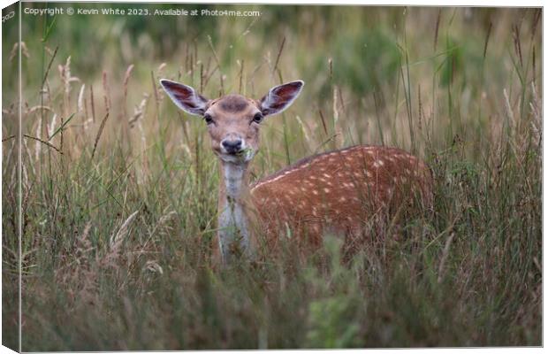 Young fallow deer hiding in the long grass Canvas Print by Kevin White
