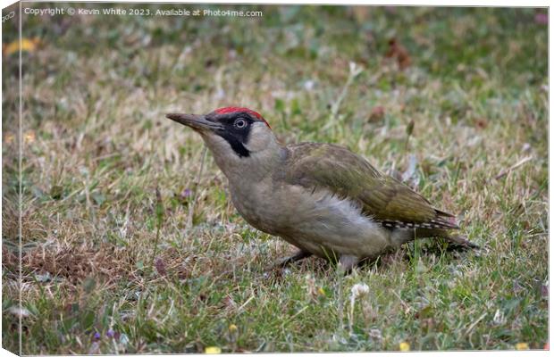 Green woodpecker adult female Canvas Print by Kevin White