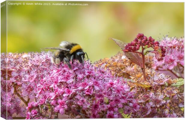 Bumblebee gorging on the summer pollen Canvas Print by Kevin White