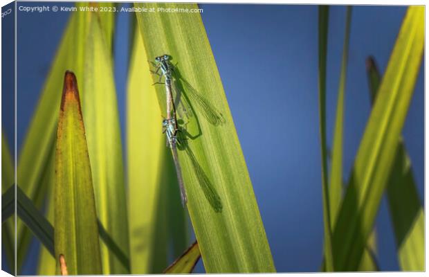 Damselflies getting ready to mate Canvas Print by Kevin White