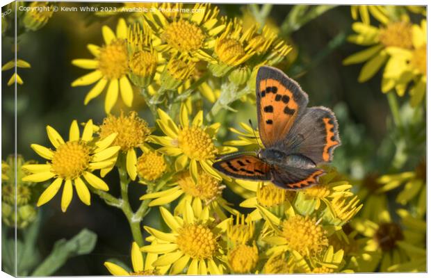 Small copper butterfly Canvas Print by Kevin White