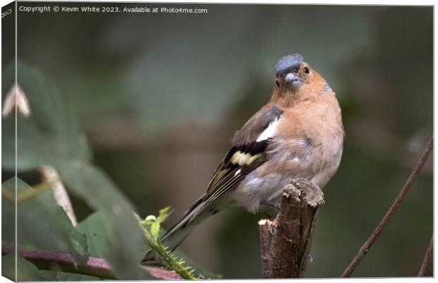 Young Chaffinch still looking fluffy Canvas Print by Kevin White