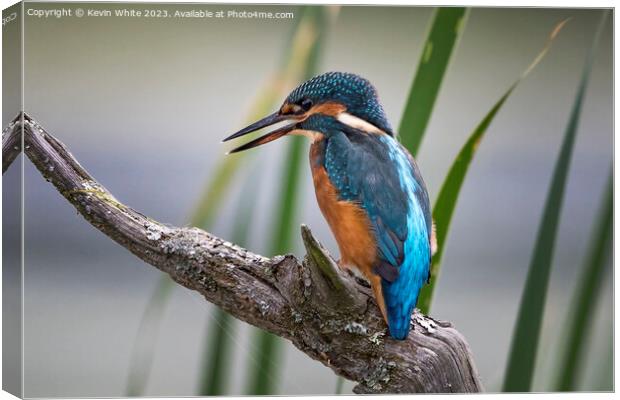 Kingfisher perched on a log ready to dive for a fish Canvas Print by Kevin White