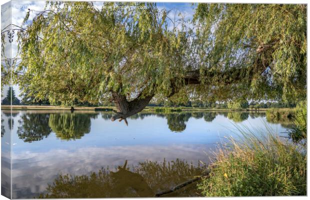 Large weepimg willow branch reaching out over the pond Canvas Print by Kevin White