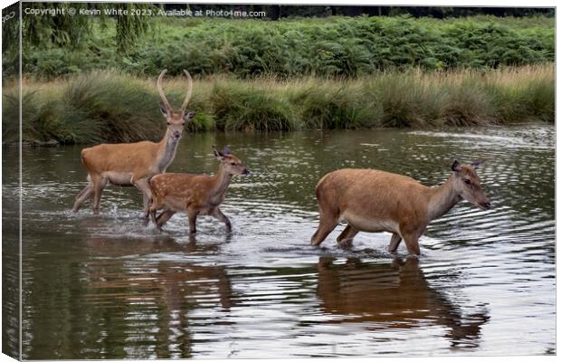 Family of deer crossing over the shallow pond Canvas Print by Kevin White