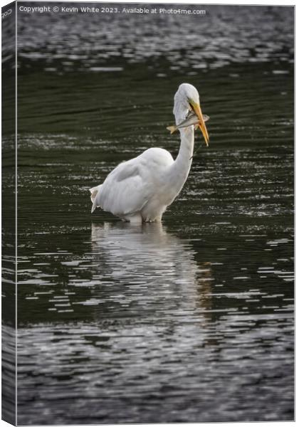 Great white Egret with a large fish Canvas Print by Kevin White