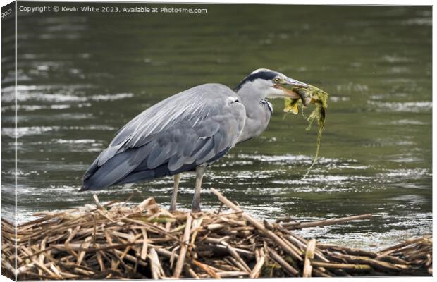 Heron meal of seaweed and fish Canvas Print by Kevin White