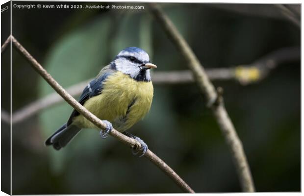 Blue Tit with nut in beak Canvas Print by Kevin White