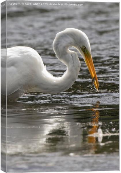 Great white egret catching a fish Canvas Print by Kevin White