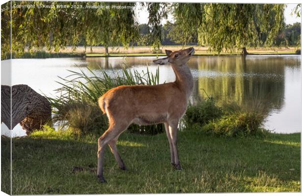 Young deer about to eat weeping willow leaves  Canvas Print by Kevin White