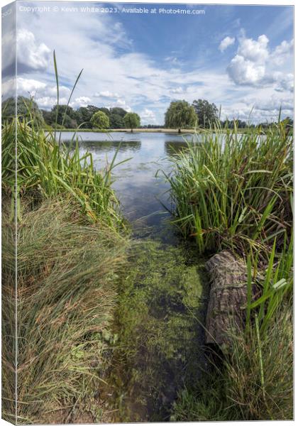 Start of green algae growing in the ponds Canvas Print by Kevin White