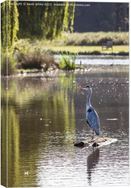Grey heron standing guard on a log Canvas Print by Kevin White