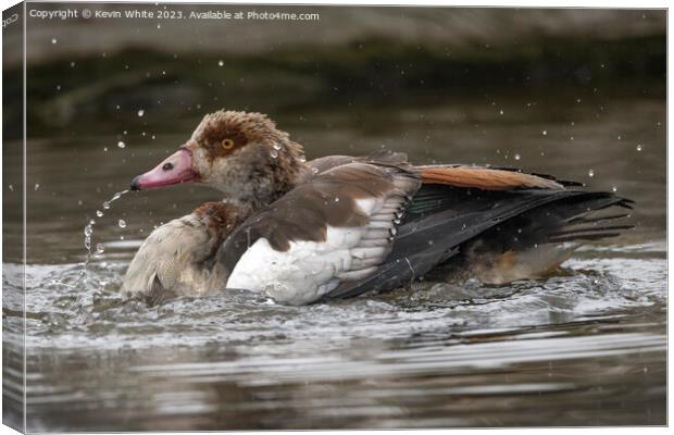 Egyptian goose playing with water Canvas Print by Kevin White