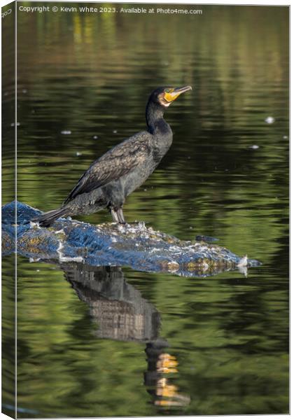 Beautiful green eyed Cormorant Canvas Print by Kevin White
