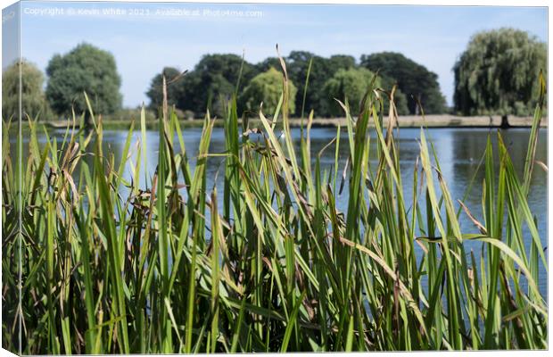 Reed beds starting to die Canvas Print by Kevin White