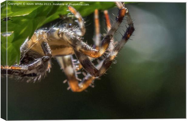 Hairy legs of the garden spider Canvas Print by Kevin White