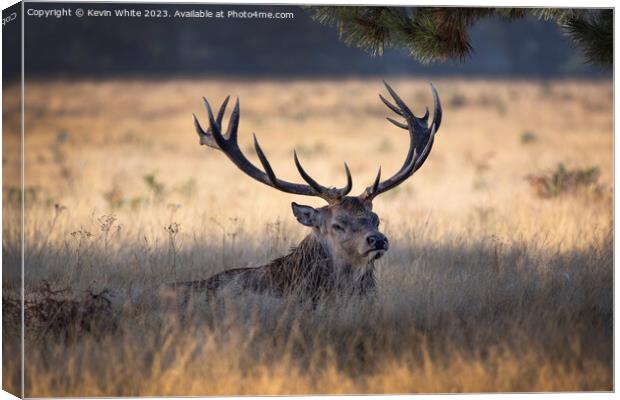 Huge antlers on the stag of a Bushy Park deer Canvas Print by Kevin White