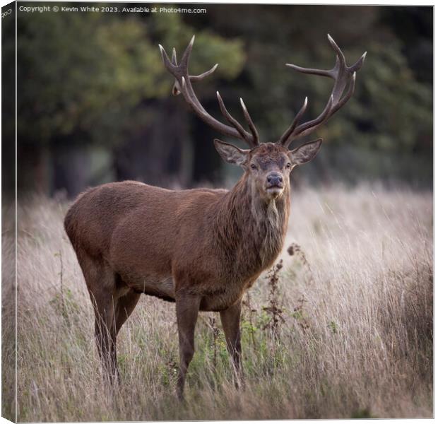 Mighty red deer standing proud Canvas Print by Kevin White