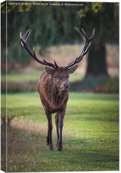 Old male red deer with impressive antlers Canvas Print by Kevin White