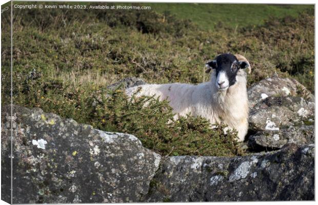 Black headed sheep sheilding from the harsh winds behind a rock Canvas Print by Kevin White