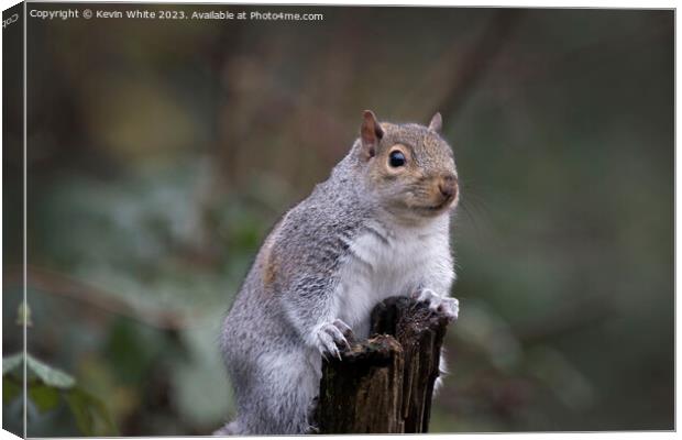Grey squirrel poses for the camera Canvas Print by Kevin White