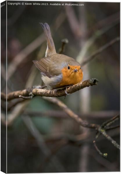 Red Robin getting ready to fly Canvas Print by Kevin White