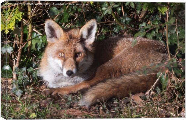 Red fox laying in the sun Canvas Print by Kevin White