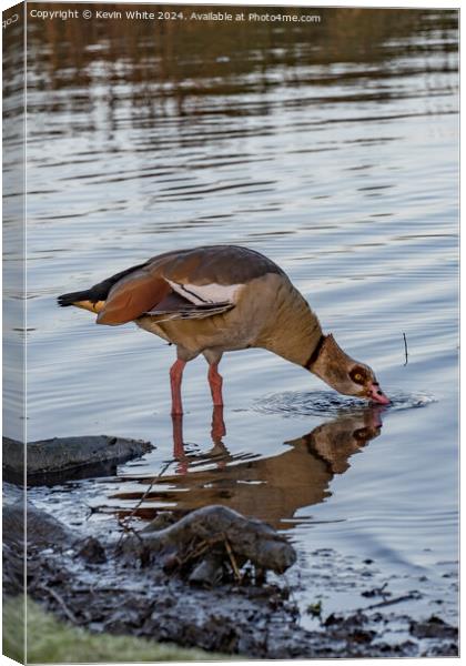 Egyptian goose in shallow water Canvas Print by Kevin White