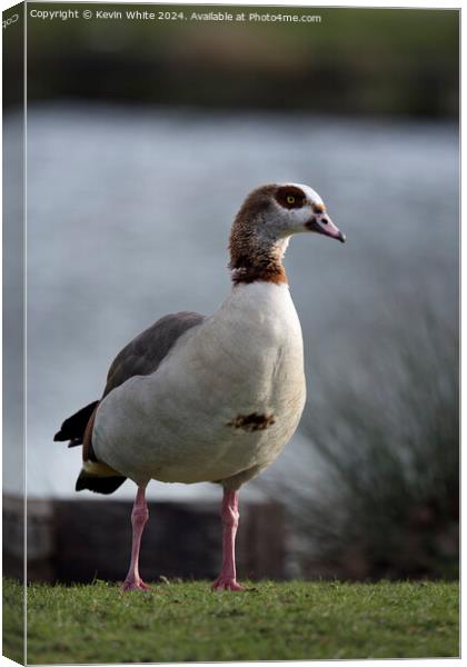 Adult Egyptian goose Canvas Print by Kevin White