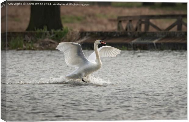 Swan big splash Canvas Print by Kevin White