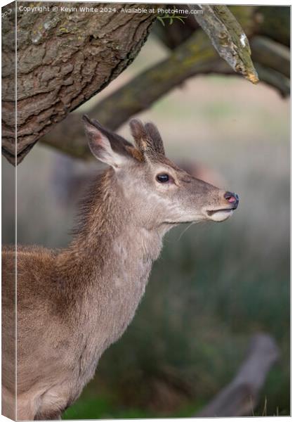 Young deer sheilding under a tree Canvas Print by Kevin White