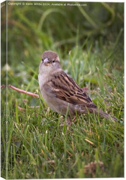 Female Sparrow Canvas Print by Kevin White