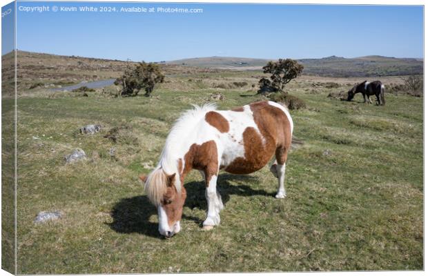 Ponies by the road side on Dartmoor Canvas Print by Kevin White