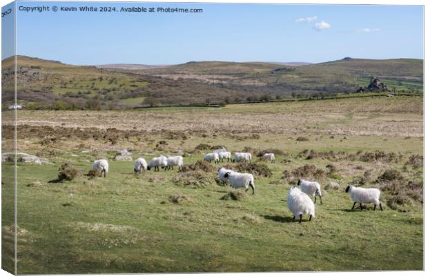 Black headed sheep grazing on Dartmoor Canvas Print by Kevin White