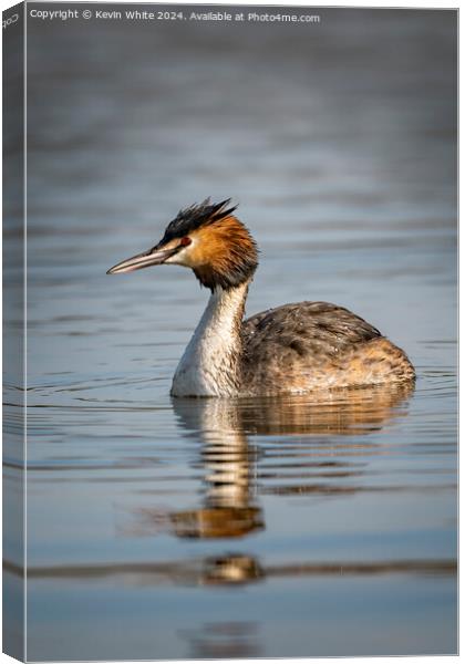 Great Crested Grebe Canvas Print by Kevin White