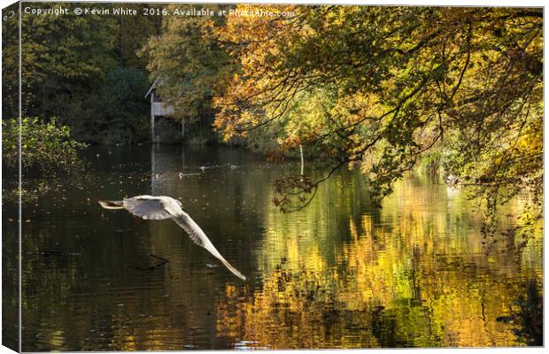 Bird approaching pond Canvas Print by Kevin White