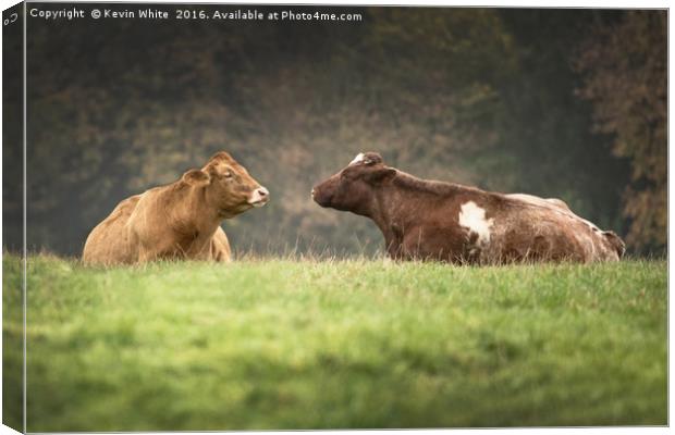 Cows in field Canvas Print by Kevin White
