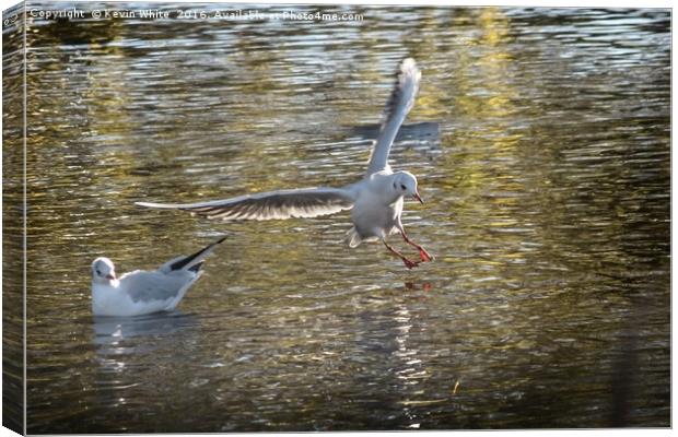 bird landing in water Canvas Print by Kevin White
